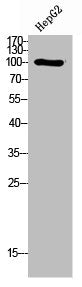 PIK3CD Antibody