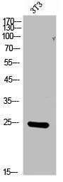 FGF17 Antibody