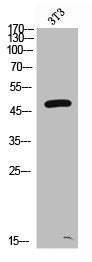 SERPINA1 Antibody