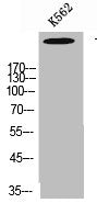 TLN1 Antibody