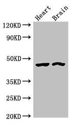 CTH Antibody