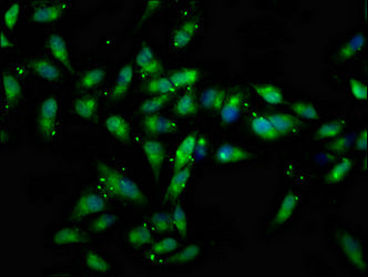 CTNNA2 Antibody
