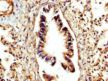 CTSC Antibody