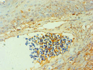CTSG Antibody