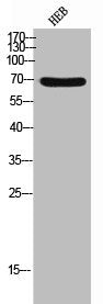 SLC3A2 Antibody