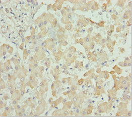 CXCL14 Antibody