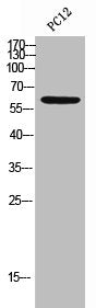 IL10RA Antibody