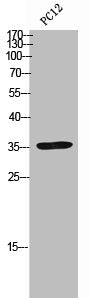 IRF1 Antibody
