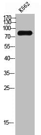 CDH3 Antibody