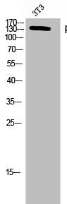 Phospho-HDAC6 (S22) Antibody