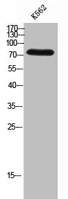 PARP2 Antibody