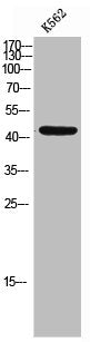 GJC1 Antibody