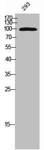 Phospho-KIF20A (S528) Antibody