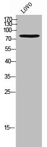 CDH13 Antibody