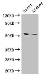 CYP11B1 Antibody