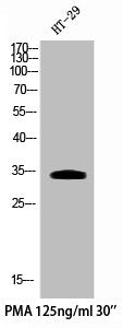 Phospho-CDK5 (Y15) Antibody