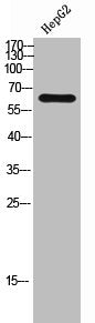 SLC30A9 Antibody