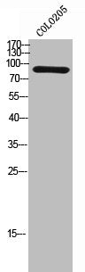 SEC23B Antibody