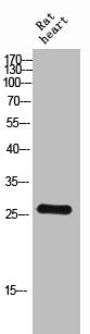 VTI1B Antibody