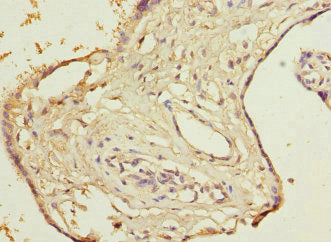 DCTD Antibody