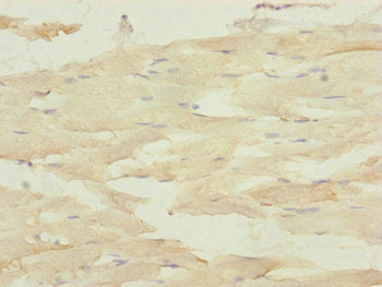 DCTN3 Antibody