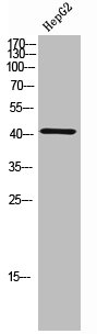Phospho-CEBPA (T230) Antibody