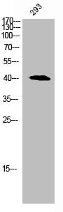 CEBPA Antibody