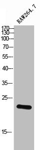 CEBPG Antibody