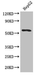 DDX6 Antibody