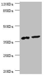 DEDD Antibody