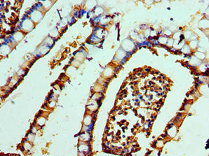 DEFA1 Antibody