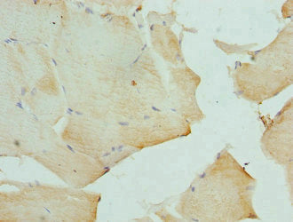 DEFA3 Antibody