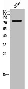TRIM3 Antibody
