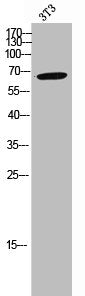 RGS14 Antibody