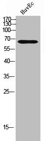 CAMKK2 Antibody