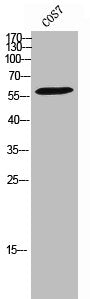 Phospho-CD226 (S329) Antibody