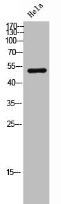 POLD3 Antibody