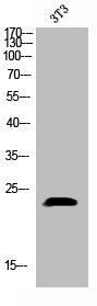 Phospho-PTGES3 (S113) Antibody