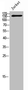 STAG3 Antibody