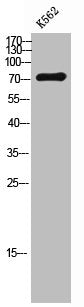 MASP2 Antibody