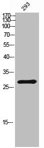 GRAP Antibody