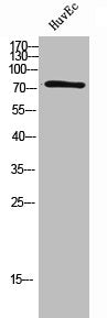 CAPN9 Antibody