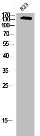 USP19 Antibody