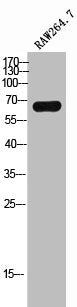 ME3 Antibody