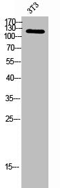 SPINK5 Antibody