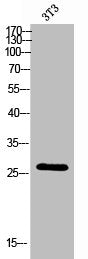 KDELR3 Antibody