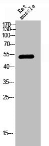 CHEK1 Antibody