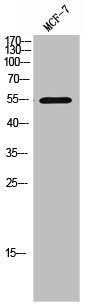 CHEK1 Antibody