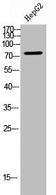 FAF1 Antibody