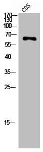 CHEK2 Antibody